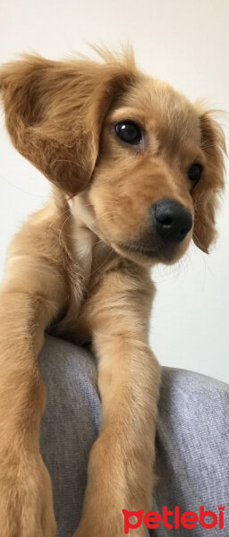 İngiliz Cocker Spaniel, Köpek  Cersei fotoğrafı