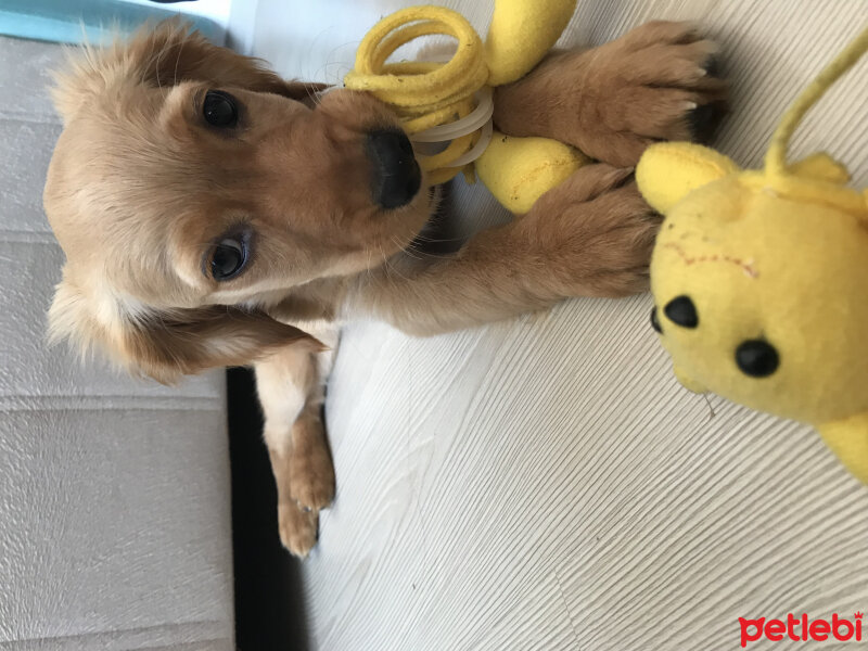 İngiliz Cocker Spaniel, Köpek  Cersei fotoğrafı