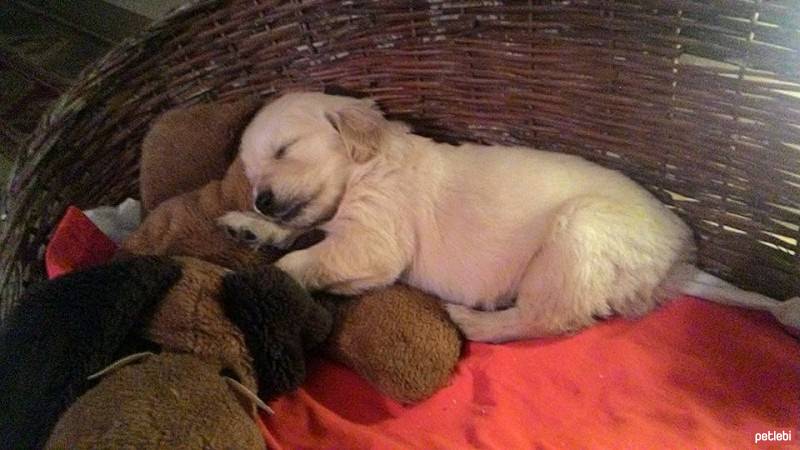 Golden Retriever, Köpek  wesley fotoğrafı