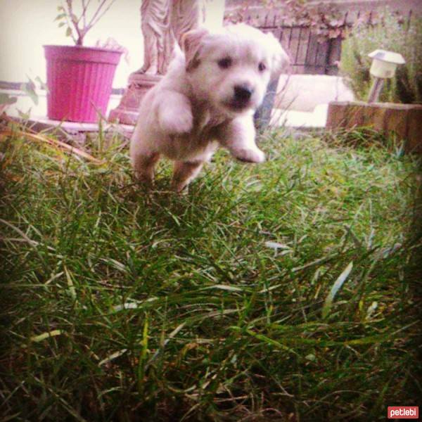 Golden Retriever, Köpek  wesley fotoğrafı