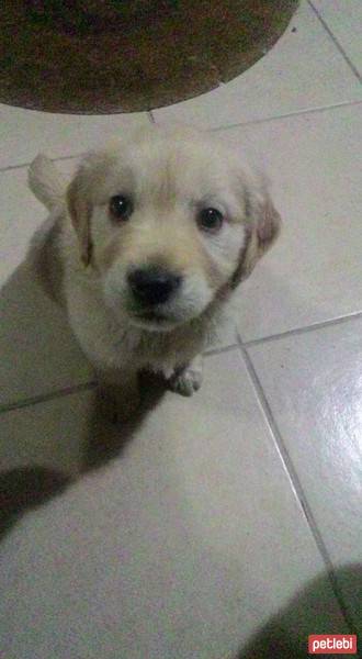 Golden Retriever, Köpek  wesley fotoğrafı