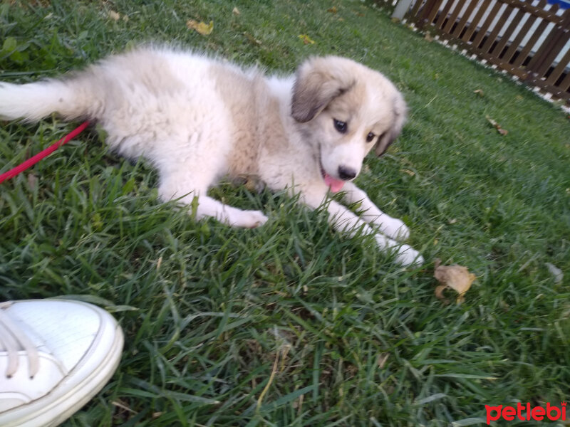 Akbaş, Köpek  Pamuk fotoğrafı