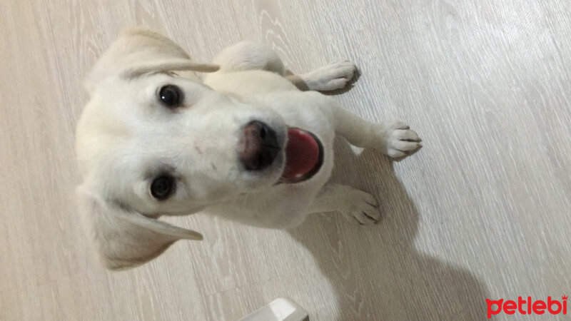 Labrador Retriever, Köpek  Ceviz fotoğrafı