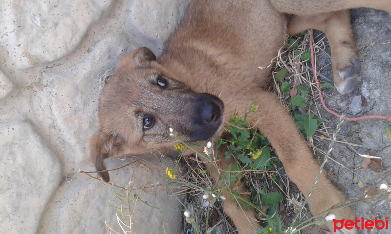 Sokö (Sokak Köpeği), Köpek  Niki fotoğrafı