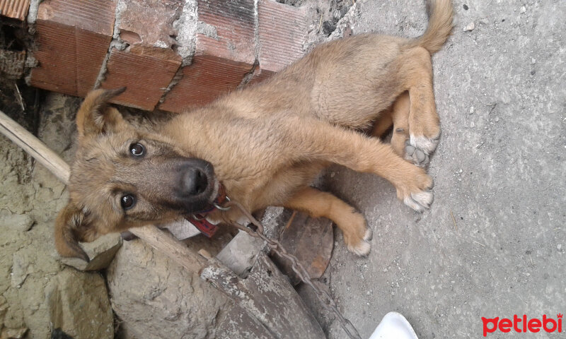 Sokö (Sokak Köpeği), Köpek  Niki fotoğrafı