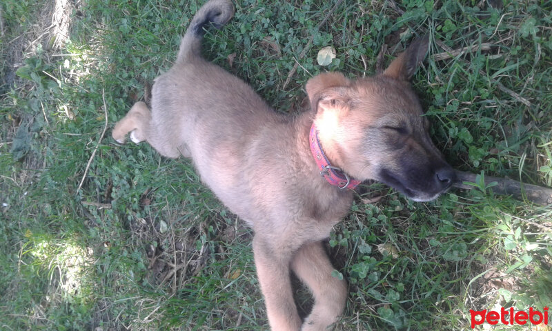 Sokö (Sokak Köpeği), Köpek  Niki fotoğrafı