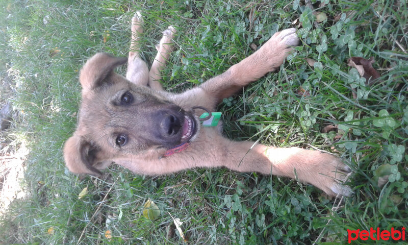 Sokö (Sokak Köpeği), Köpek  Niki fotoğrafı