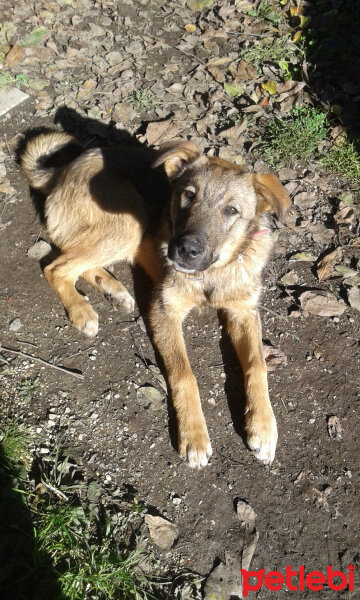 Sokö (Sokak Köpeği), Köpek  Niki fotoğrafı