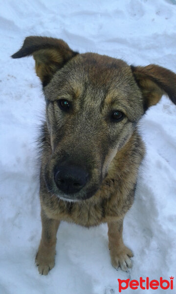 Sokö (Sokak Köpeği), Köpek  Niki fotoğrafı