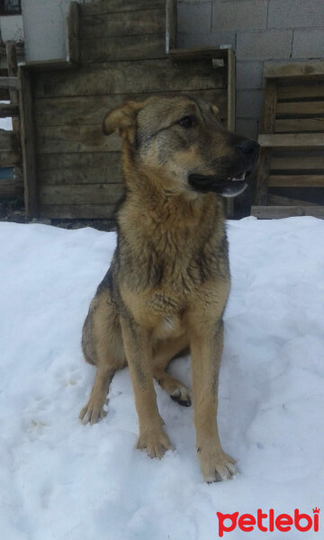 Sokö (Sokak Köpeği), Köpek  Niki fotoğrafı