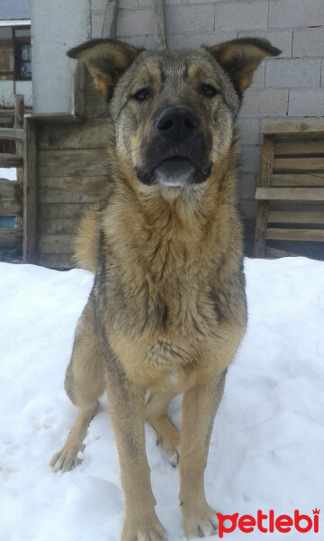 Sokö (Sokak Köpeği), Köpek  Niki fotoğrafı