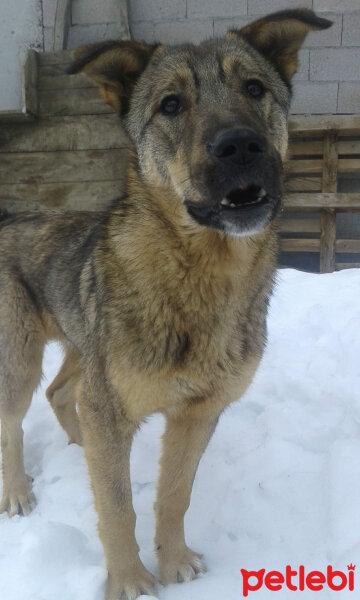 Sokö (Sokak Köpeği), Köpek  Niki fotoğrafı