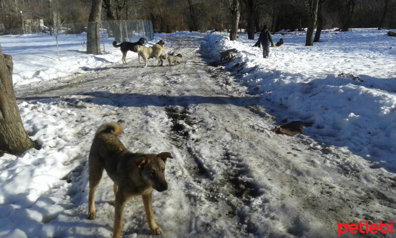 Sokö (Sokak Köpeği), Köpek  Niki fotoğrafı