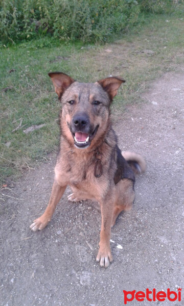 Sokö (Sokak Köpeği), Köpek  Niki fotoğrafı