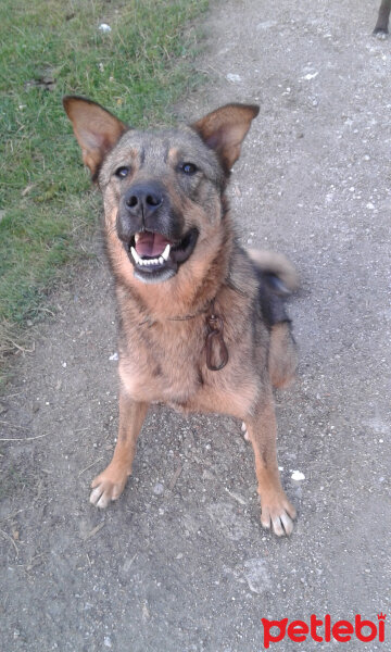 Sokö (Sokak Köpeği), Köpek  Niki fotoğrafı