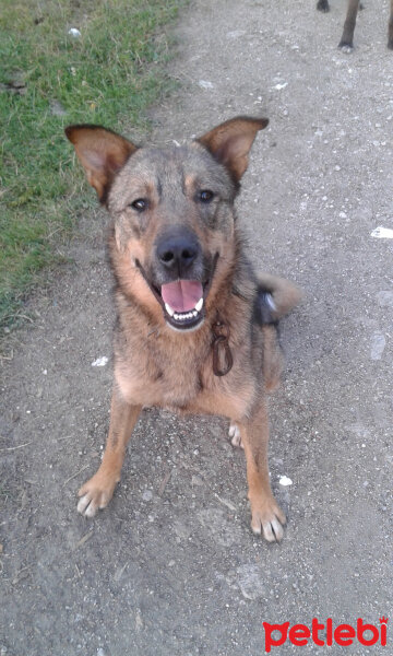 Sokö (Sokak Köpeği), Köpek  Niki fotoğrafı