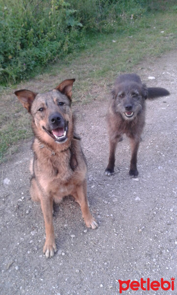 Sokö (Sokak Köpeği), Köpek  Niki fotoğrafı