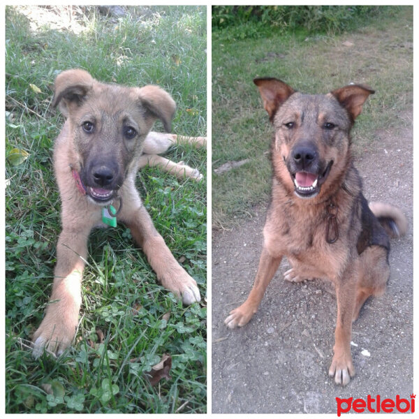 Sokö (Sokak Köpeği), Köpek  Niki fotoğrafı