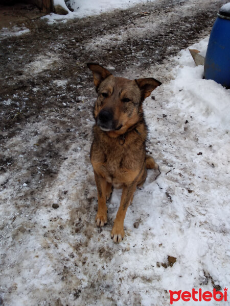 Sokö (Sokak Köpeği), Köpek  Niki fotoğrafı