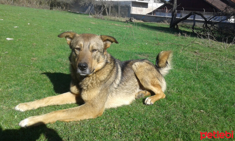 Sokö (Sokak Köpeği), Köpek  Niki fotoğrafı