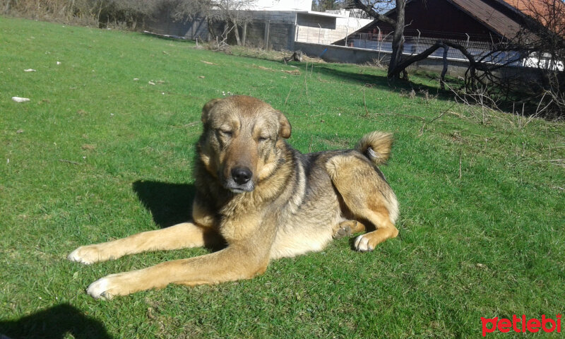 Sokö (Sokak Köpeği), Köpek  Niki fotoğrafı