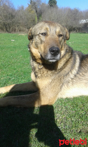 Sokö (Sokak Köpeği), Köpek  Niki fotoğrafı