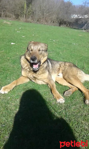 Sokö (Sokak Köpeği), Köpek  Niki fotoğrafı