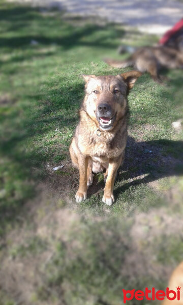 Sokö (Sokak Köpeği), Köpek  Niki fotoğrafı