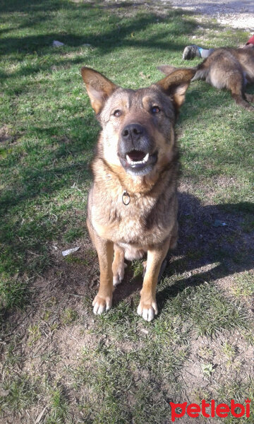 Sokö (Sokak Köpeği), Köpek  Niki fotoğrafı