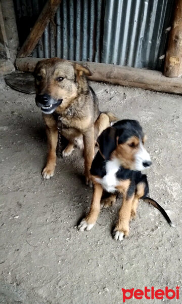 Sokö (Sokak Köpeği), Köpek  Niki fotoğrafı