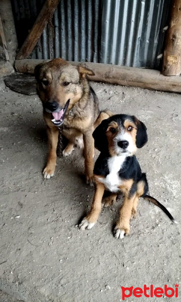 Sokö (Sokak Köpeği), Köpek  Niki fotoğrafı