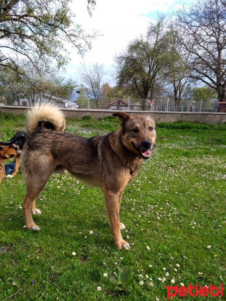 Sokö (Sokak Köpeği), Köpek  Niki fotoğrafı