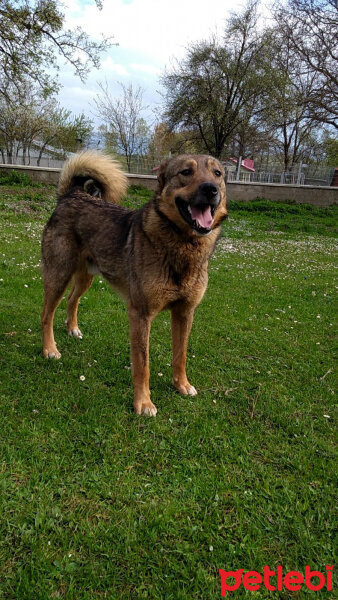 Sokö (Sokak Köpeği), Köpek  Niki fotoğrafı