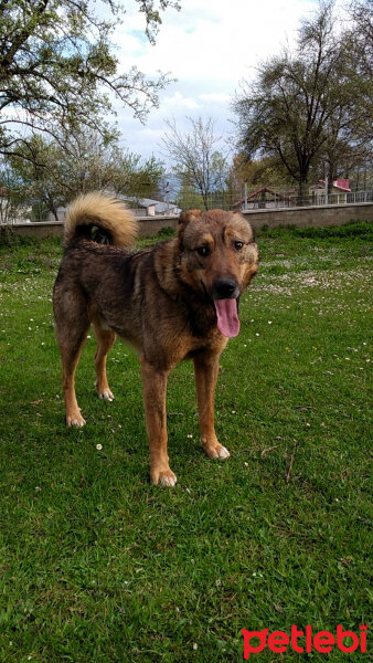 Sokö (Sokak Köpeği), Köpek  Niki fotoğrafı