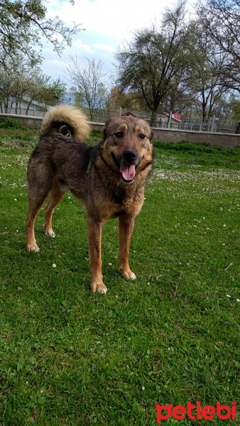 Sokö (Sokak Köpeği), Köpek  Niki fotoğrafı