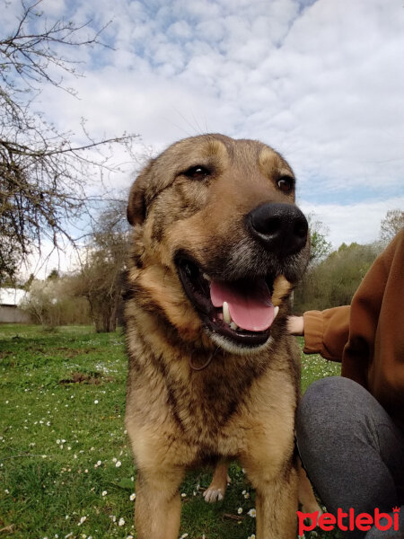 Sokö (Sokak Köpeği), Köpek  Niki fotoğrafı