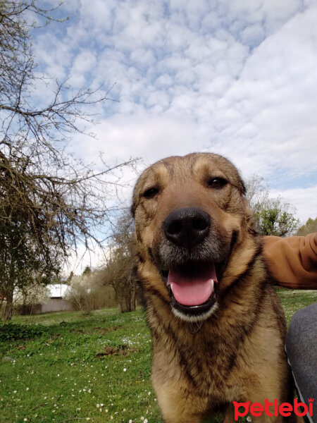 Sokö (Sokak Köpeği), Köpek  Niki fotoğrafı