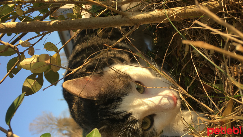Tekir Kedi, Kedi  Timon fotoğrafı