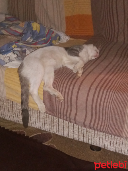Tekir Kedi, Kedi  Müdür fotoğrafı