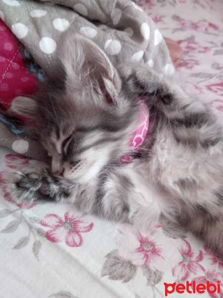 Tekir Kedi, Kedi  Mişa fotoğrafı