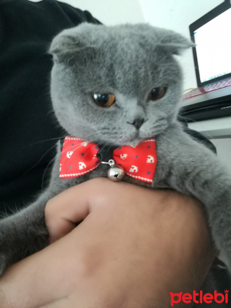 Scottish Fold, Kedi  Sophie fotoğrafı