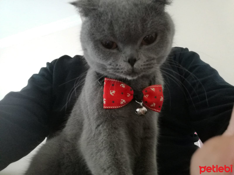 Scottish Fold, Kedi  Sophie fotoğrafı