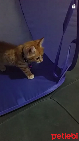 Tekir Kedi, Kedi  toprak fotoğrafı