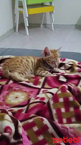 Tekir Kedi, Kedi  toprak fotoğrafı