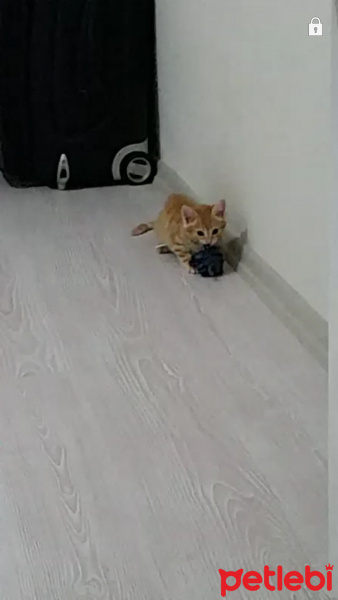 Tekir Kedi, Kedi  toprak fotoğrafı