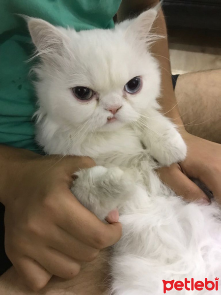 İran Kedisi (Persian), Kedi  Leo fotoğrafı
