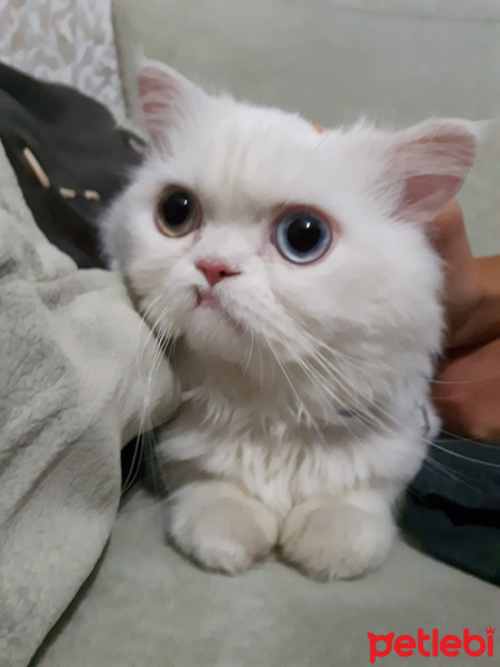 İran Kedisi (Persian), Kedi  Leo fotoğrafı