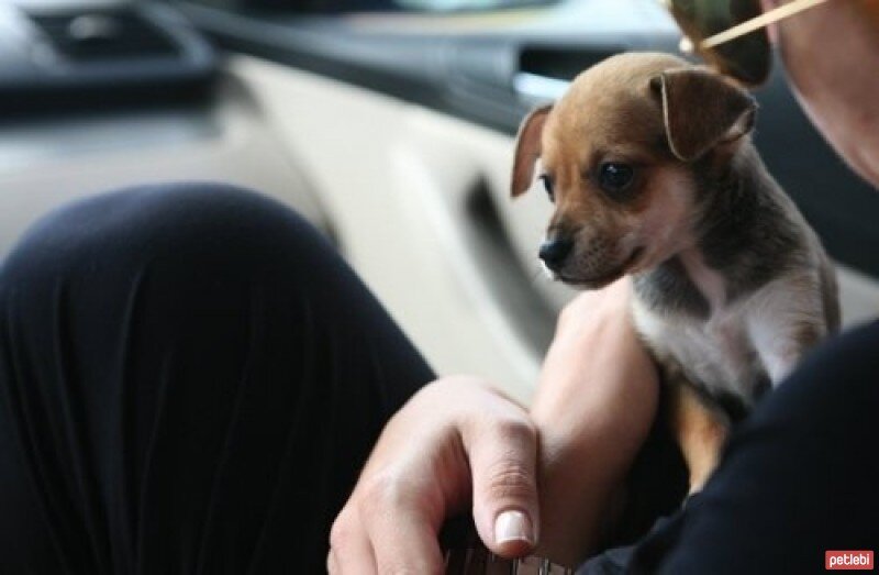 Chihuahua, Köpek  Leblebi fotoğrafı