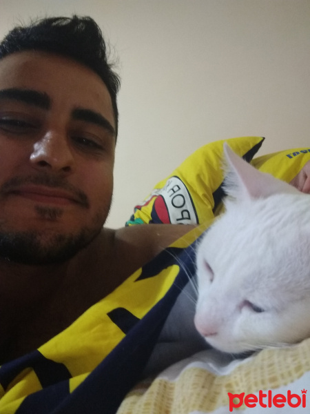 Ankara Kedisi, Kedi  Arya fotoğrafı