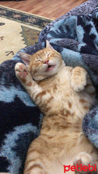 Tekir Kedi, Kedi  Levia fotoğrafı